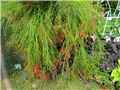 Flora art 2011